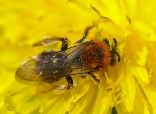 Andrena haemorrhoa